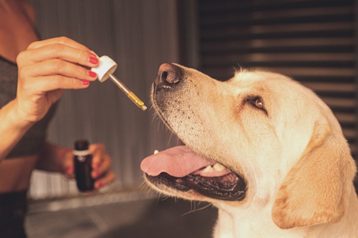 CBD Oil for Dogs: How It Can Help Your Furry Friend Live a Happier Life