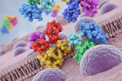 The Role of Calreticulin Antibodies in Cancer Immunology and Tumor Evasion