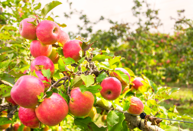 Fast-Growing Fruit Trees to Enjoy Homegrown Fruit in No Time