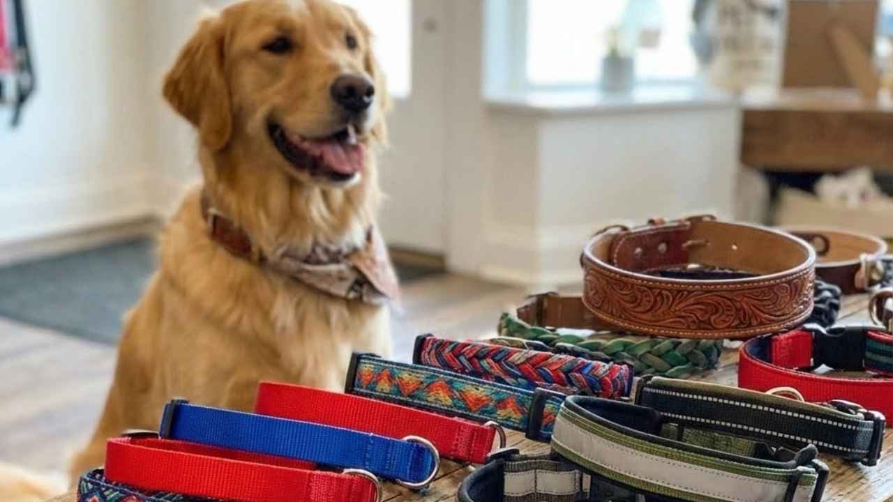 Dog Collar: A Guide to Choosing the Right Gear for Your Canine Companion