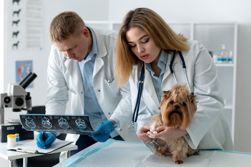 Electrodiagnostic Testing in Veterinary Neurology Explained